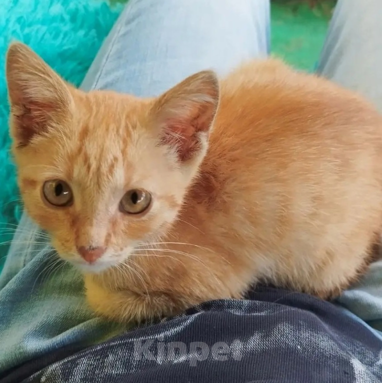Кошки в Москве: Рыжий котенок Митя Мальчик, Бесплатно - фото 3
