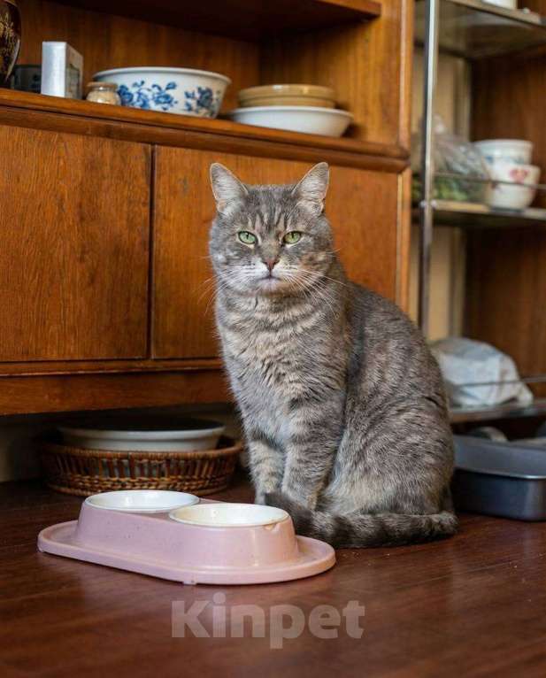 Кошки в Москве: Пристраивается красивейший крупный серый кот по имени Котя. Мальчик, Бесплатно - фото 1