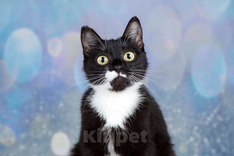 Кошки в Москве: Маркизная миниатюрная ласкуша Маруся в дар Девочка, 1 руб. - фото 2