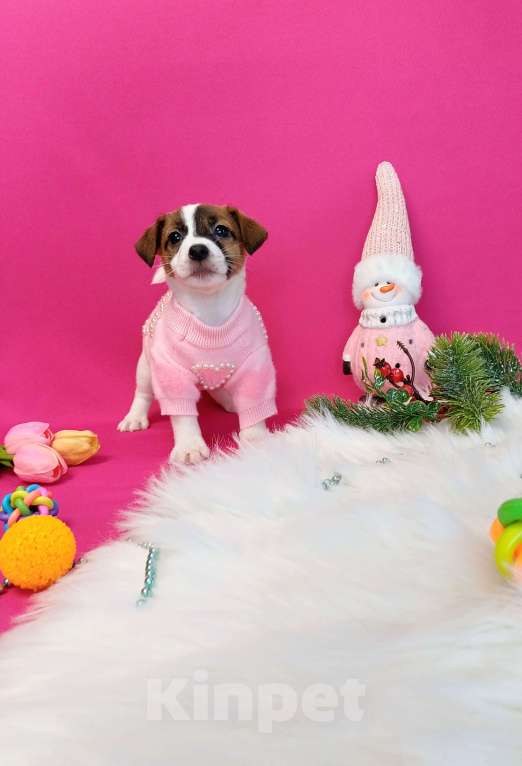 Собаки в Иркутске: Девочки и мальчики Джек Рассел терьер  Девочка, 35 000 руб. - фото 4