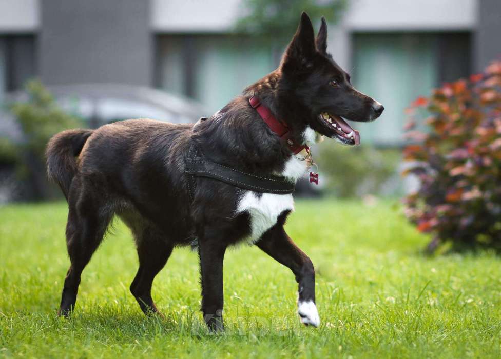 Собаки в Москве: Представляем вашему вниманию очаровательную и задорную Буню Девочка, 1 руб. - фото 8