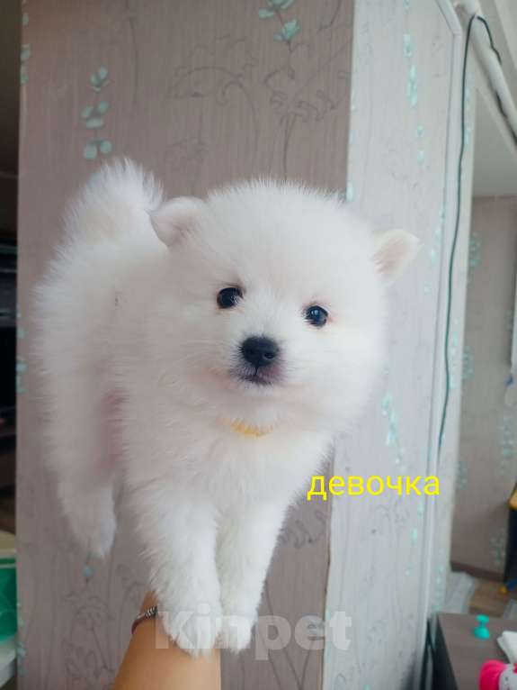 Собаки в Балашове: Японский шпиц Мальчик, 20 000 руб. - фото 4