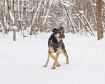Собаки в Москве: Собака в добрые руки Мальчик, Бесплатно - фото 10