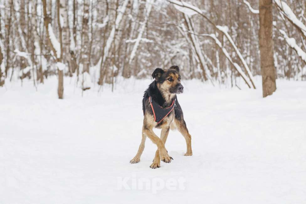 Собаки в Москве: Собака в добрые руки Мальчик, Бесплатно - фото 10