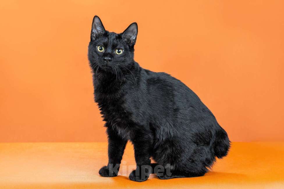 Кошки в Омске: кошечка курильского бобтейла Девочка, 30 000 руб. - фото 3