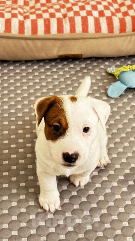 Собаки в Москве: Щенок джек-рассел-терьер от титулованных родителей Мальчик, 1 руб. - фото 3