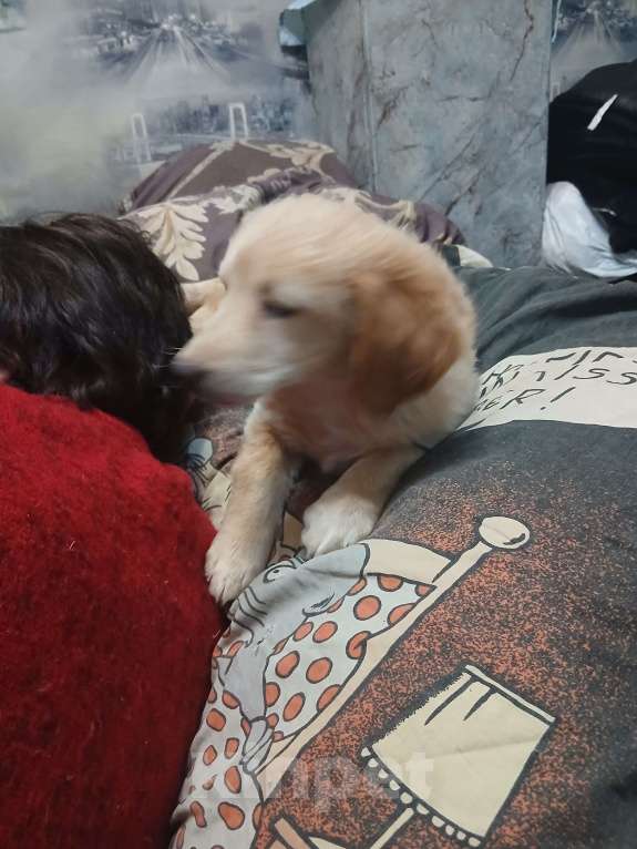 Собаки в Симферополе: Отдам щенка девочку в добрые руки Девочка, Бесплатно - фото 2