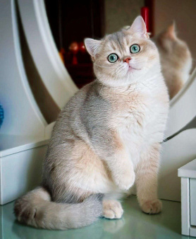 Объявление: Британский котенок Смайл, 100 000 руб., Новосибирск