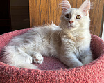 Кошки в Петергофе: Мальчик очень нежного окраса Мальчик, 35 000 руб. - фото 1