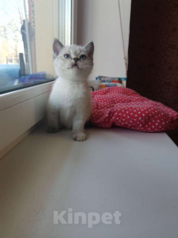 Кошки в Москве: Британские и Шотландские котята  Девочка, 12 000 руб. - фото 2