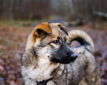 Собаки в Москве: Пенни Девочка, Бесплатно - фото 3