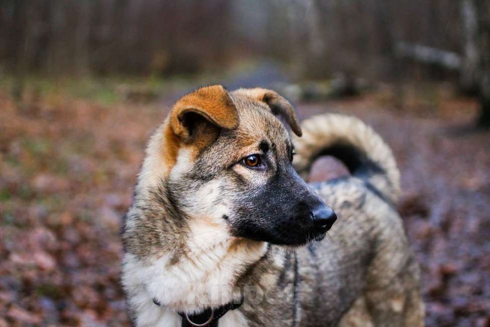 Собаки в Москве: Пенни Девочка, Бесплатно - фото 3