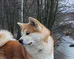 Собаки в Москве: Кобель Акита ину для вязки Мальчик, 10 000 руб. - фото 1