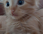 Кошки в Игарке: Котята, 1 руб. - фото 3