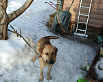 Собаки в Серпухове: Собака в добрые руководил Мальчик, 1 руб. - фото 1