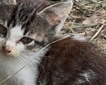 Кошки в Калуге: Котенок Тиша ищет тихое счастье Мальчик, Бесплатно - фото 2