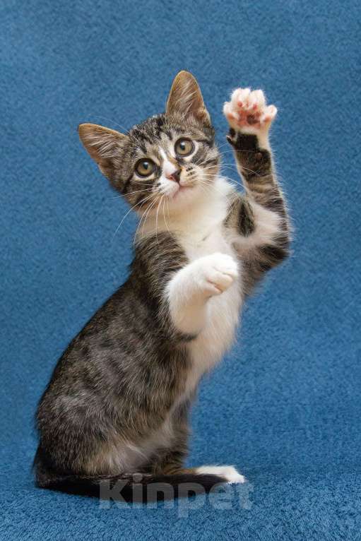 Кошки в Москве: Маленький котенок Степан нуждается в семье! Мальчик, Бесплатно - фото 5