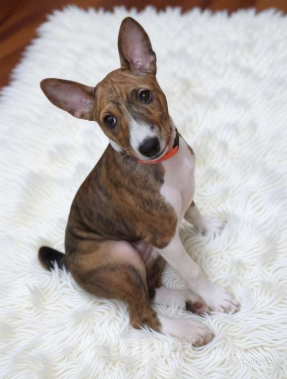 Собаки в Архангельске: Щенок басенджи Девочка, 60 000 руб. - фото 4