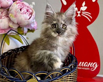Кошки в Москве: Кошечка мейн-кун Девочка, 70 000 руб. - фото 2