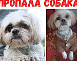 Собаки в Кировске: Потерялась собака в районе Синявино Мальчик, Бесплатно - фото 1