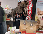 Кошки в Москве: Котенок уедет кастрированным Мальчик, 45 000 руб. - фото 4