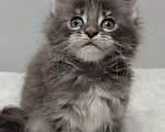 Кошки в Туле: Мейн-кун девочка Девочка, 30 000 руб. - фото 2