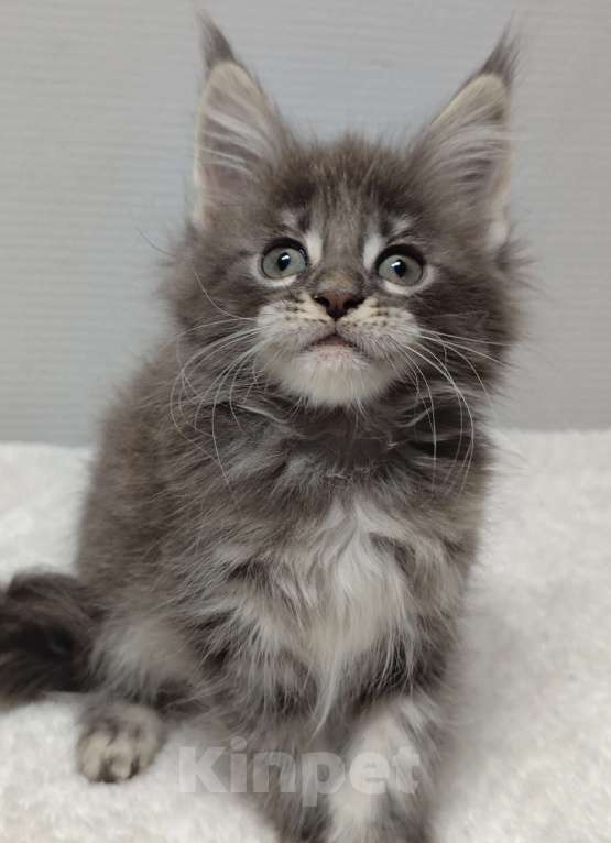 Кошки в Туле: Мейн-кун девочка Девочка, 30 000 руб. - фото 2
