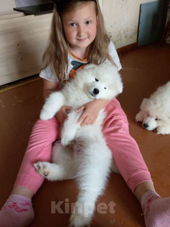 Собаки в Мурманске: Добряк Локи Мальчик, 18 000 руб. - фото 1