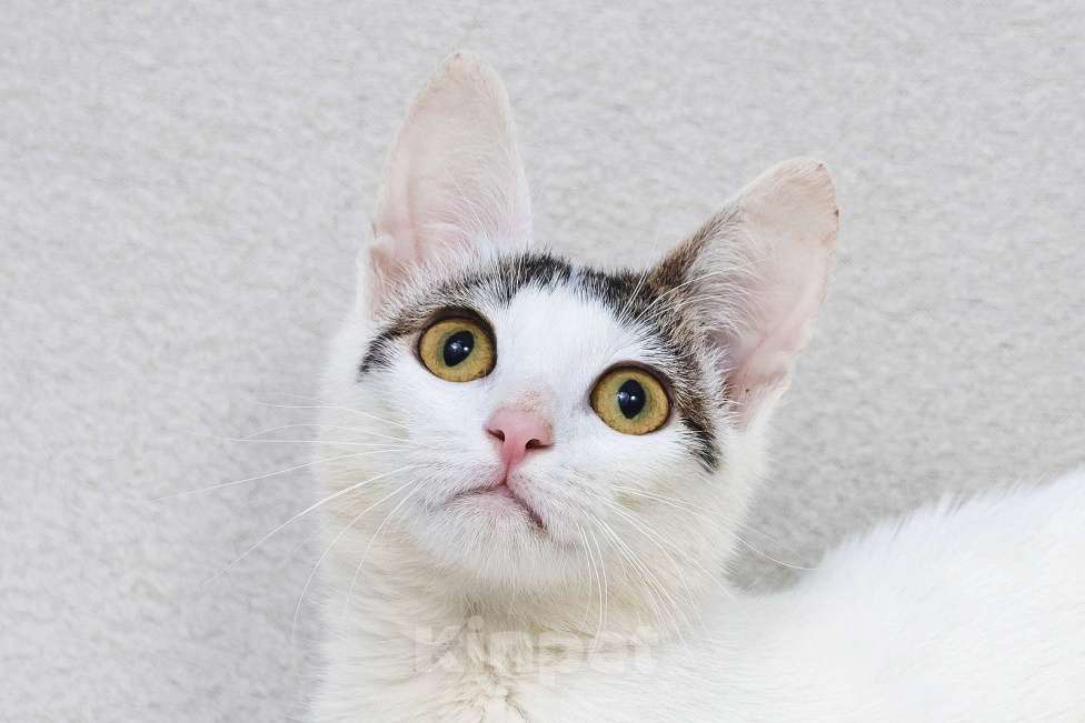 Кошки в Москве: Пенелопа - кошечка в чепчике  Девочка, 111 руб. - фото 1