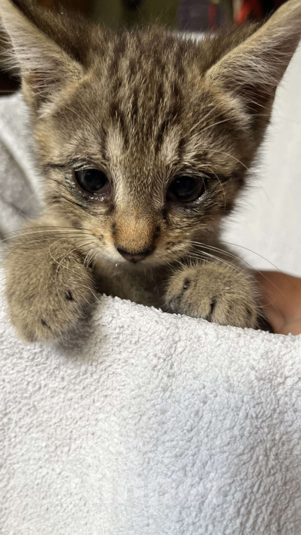 Кошки в Сочи: Котенок в добрые руки Мальчик, Бесплатно - фото 2