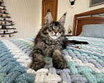 Кошки в Кургане: Котик мейн чёрный тикированный Мальчик, 40 000 руб. - фото 3