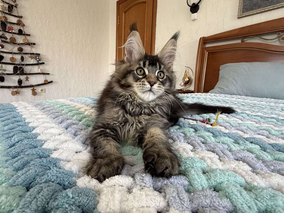 Кошки в Кургане: Котик мейн чёрный тикированный Мальчик, 40 000 руб. - фото 3