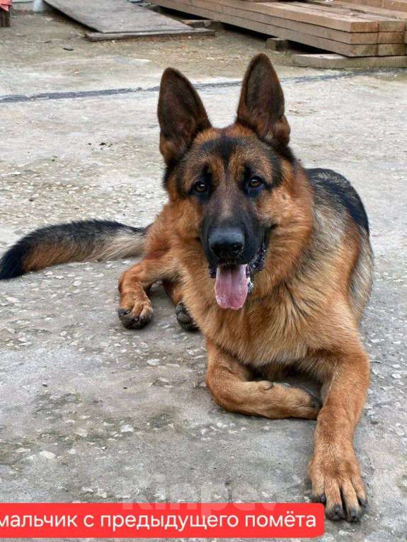Собаки в Липецке: Немецкая овчарка, щенок Мальчик, 34 000 руб. - фото 6