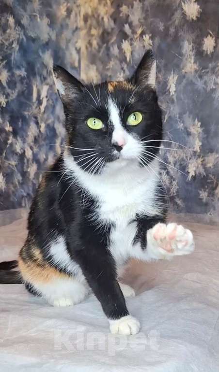 Кошки в Москве: Танцующая кошка в добрые руки  Девочка, Бесплатно - фото 4