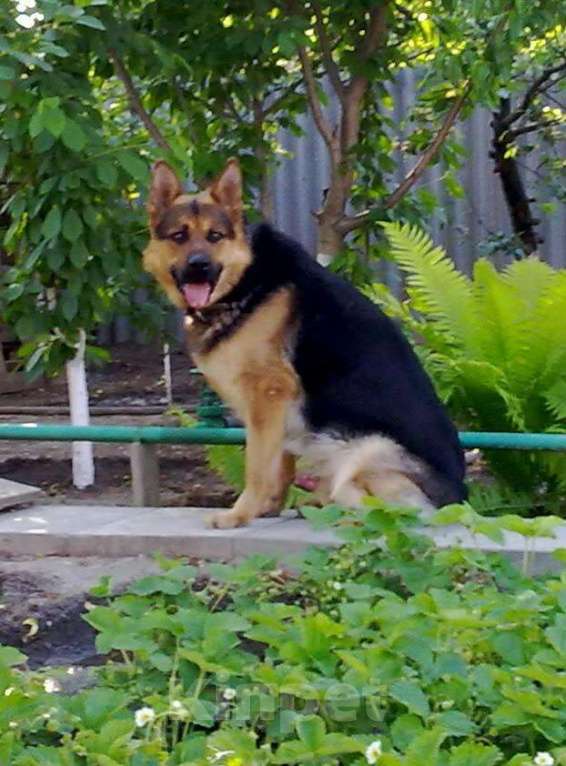 Собаки в Астрахани: Кобель Немецкой овчарки Мальчик, 100 руб. - фото 1