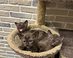 Кошки в Москве: Котенок-девочка европейская бурманская Девочка, 120 000 руб. - фото 7