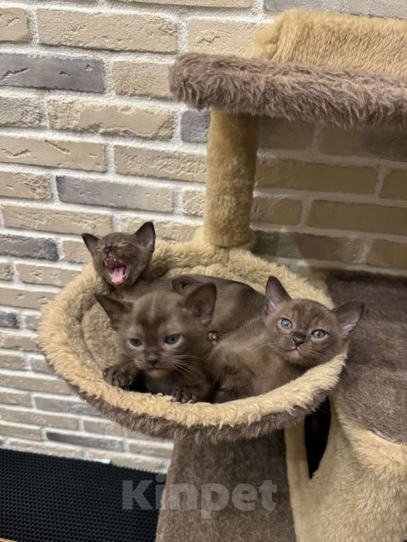 Кошки в Москве: Котенок-девочка европейская бурманская Девочка, 120 000 руб. - фото 7