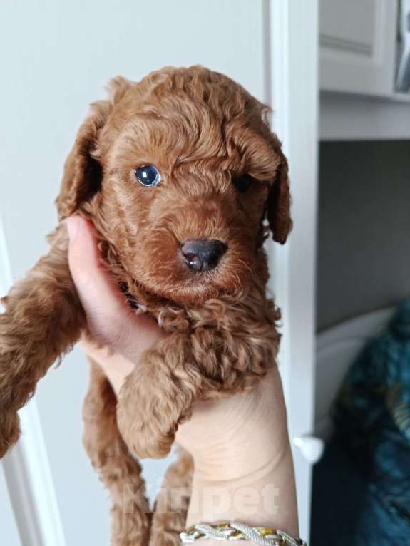 Собаки в Мытищах: Щенки миниатюрного пуделя Девочка, 100 000 руб. - фото 1