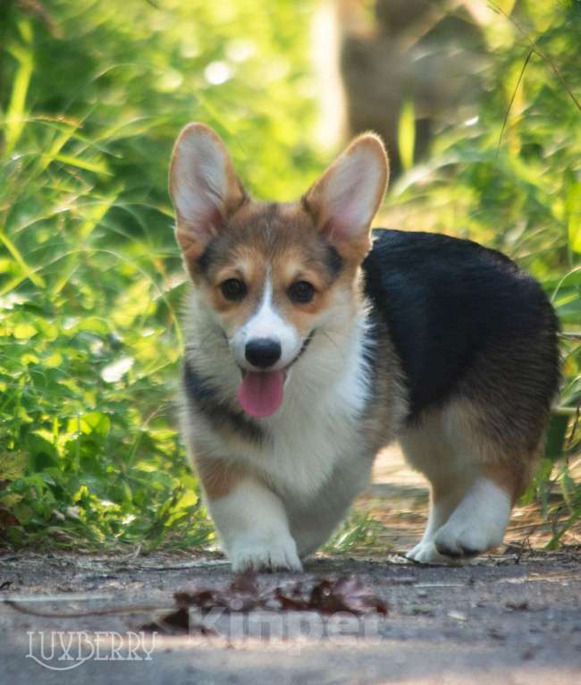 Собаки в Санкт-Петербурге: Вельш корги пемброк Девочка, Бесплатно - фото 3