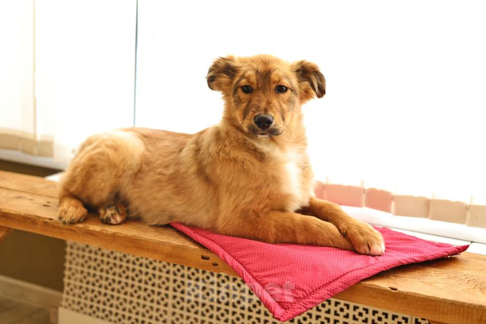 Собаки в Москве: Щенок бесплатно в Москве Девочка, Бесплатно - фото 6