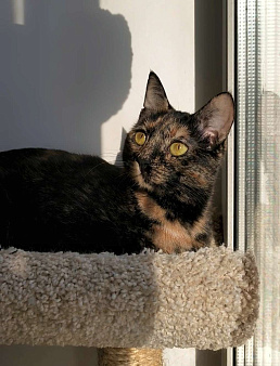 Чрепаховая Нюрочка