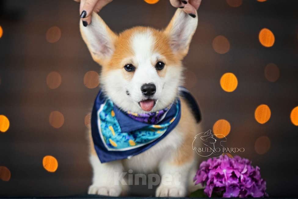 Собаки в Москве: щенки вельш корги пемброк Мальчик, 50 000 руб. - фото 8