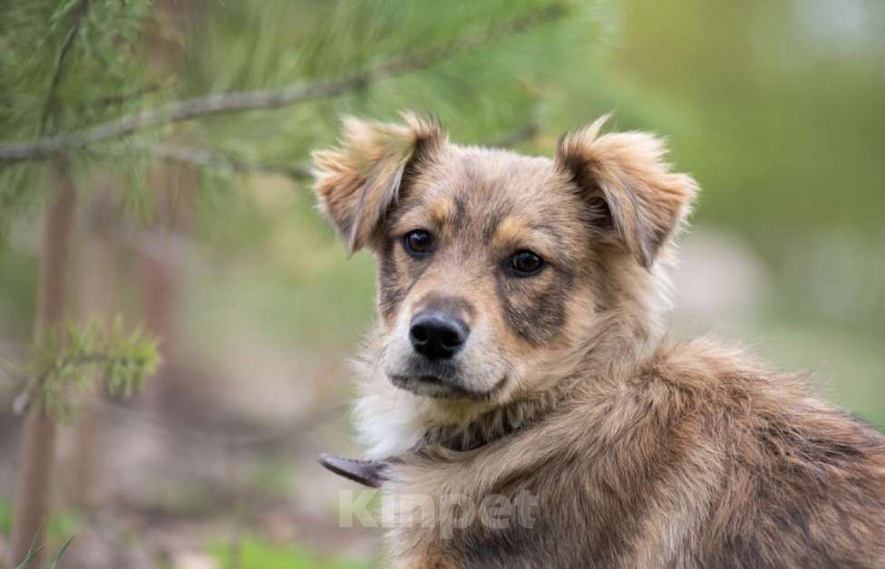 Собаки в Щелково: Каштанка Девочка, Бесплатно - фото 1