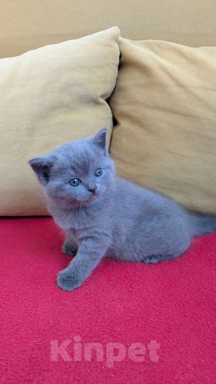 Кошки в Москве: Шотландские Котята Девочка, 20 000 руб. - фото 2