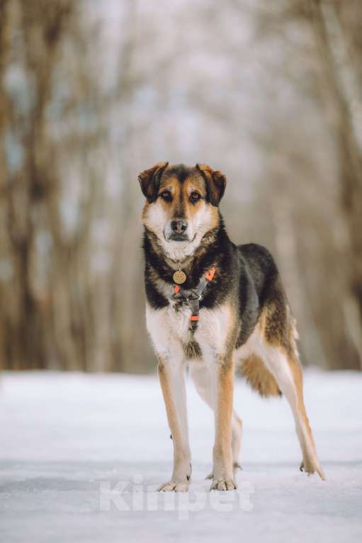 Собаки в Москве: Собака в добрые руки Девочка, Бесплатно - фото 4