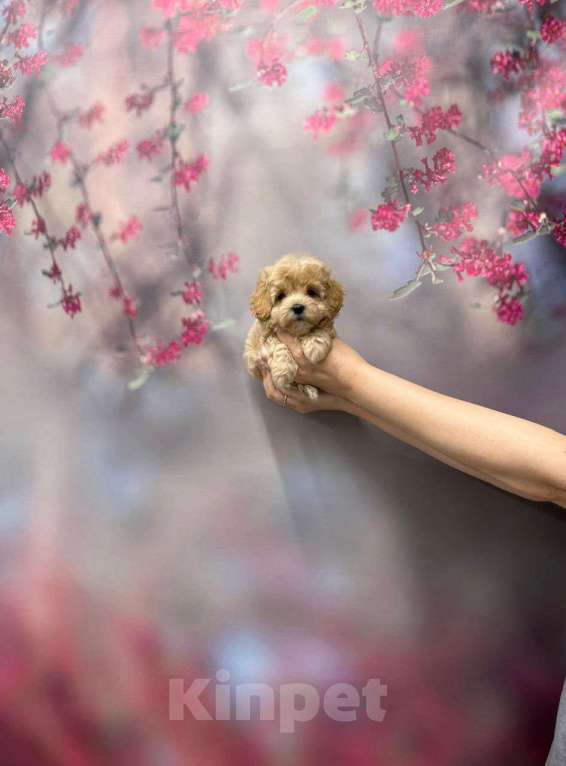 Собаки в Москве: Мальтипу F1 малeнькaя принцecса Девочка, 60 000 руб. - фото 1