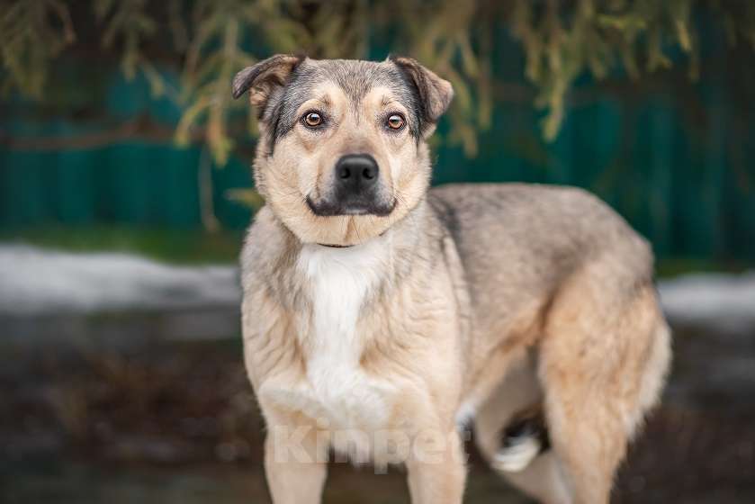Собаки в Москве: Гера Девочка, Бесплатно - фото 5