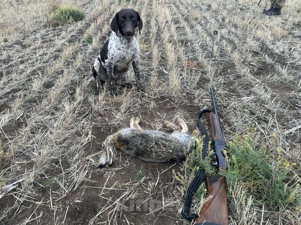 Собаки в Шахте: Щенки курцхара Девочка, 15 000 руб. - фото 7