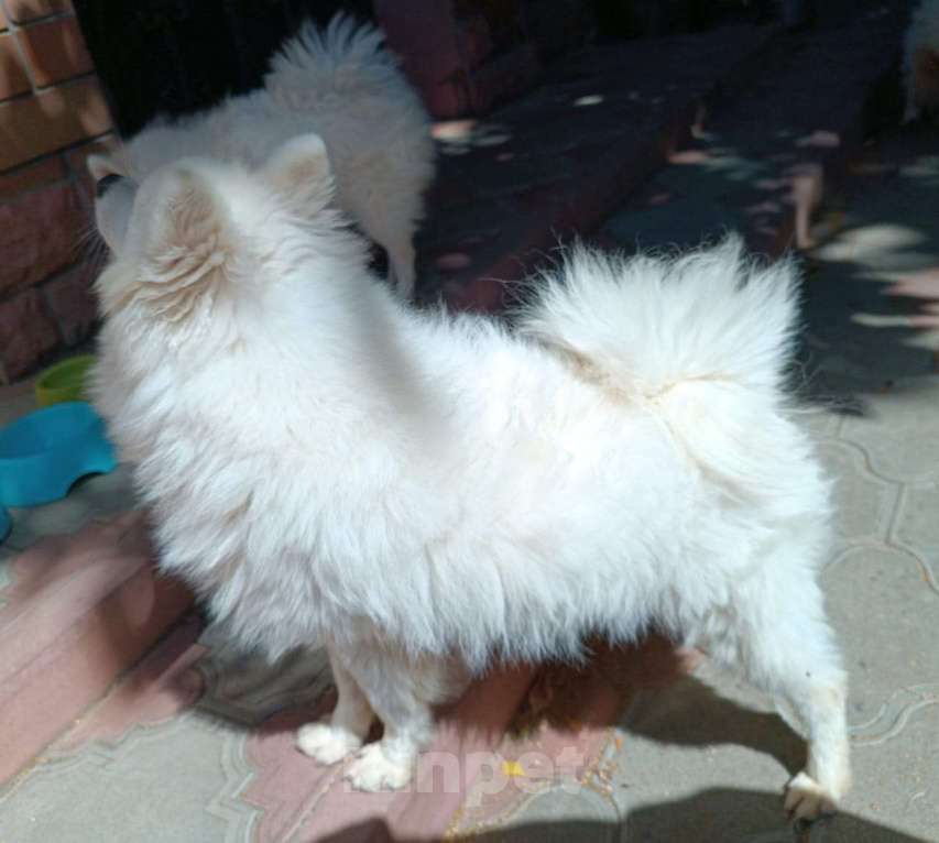 Собаки в Волгограде: Мальчик Мальчик, 25 000 руб. - фото 4