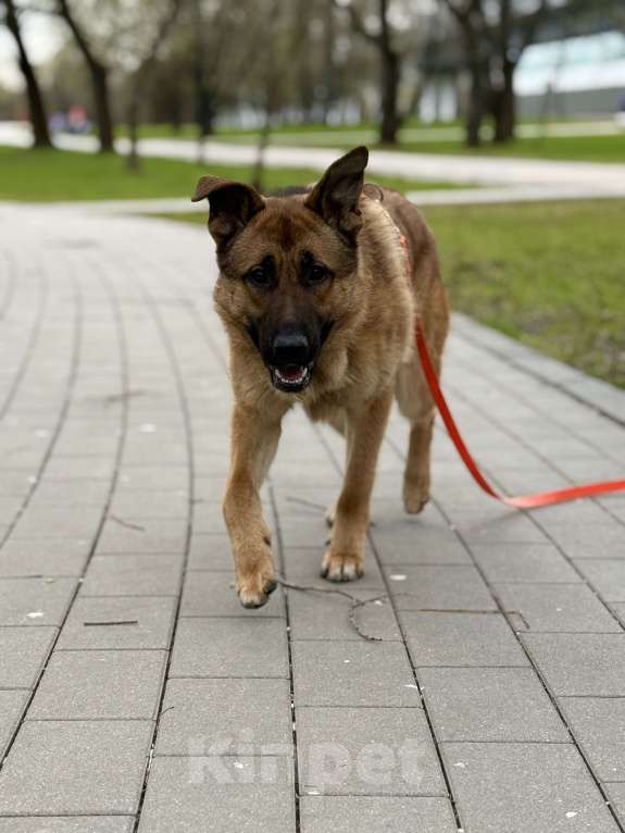 Собаки в Москве: Микки ищет дом Мальчик, Бесплатно - фото 10